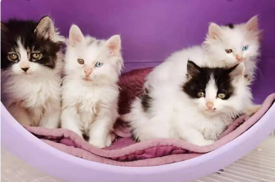 猫咕噜噜的声音代表什么