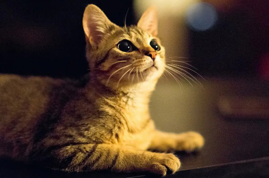 猫咕噜噜的声音代表什么