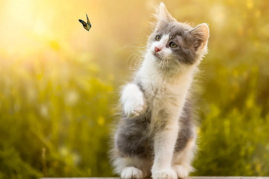 猫会打嗝的吗