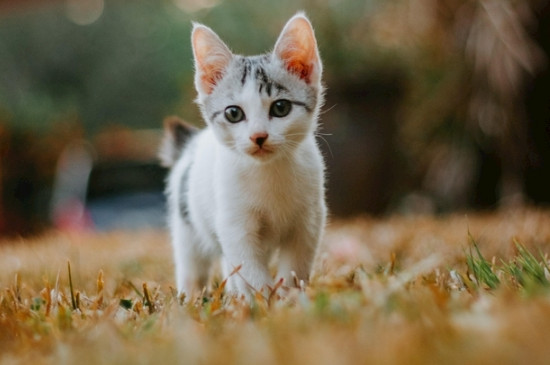 猫为什么喜欢拍尾巴根部