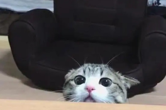 母猫一定要绝育吗