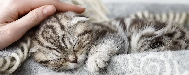母猫一定要绝育吗
