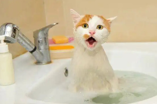 小猫多大能洗澡