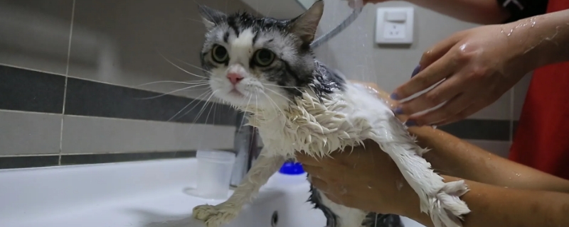 小猫多大能洗澡