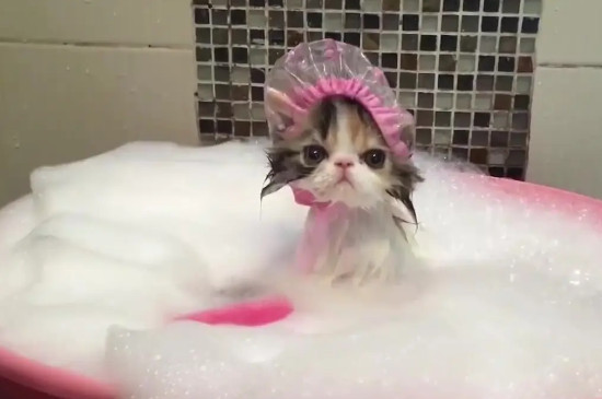 小猫多大能洗澡