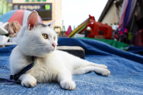 猫眨眼睛是什么意思