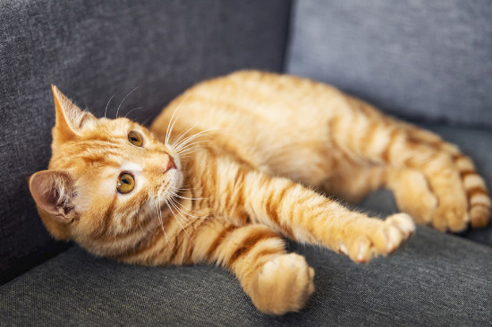 猫眨眼睛是什么意思