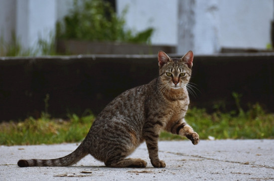 猫咪发出咕咕声音是什么意思