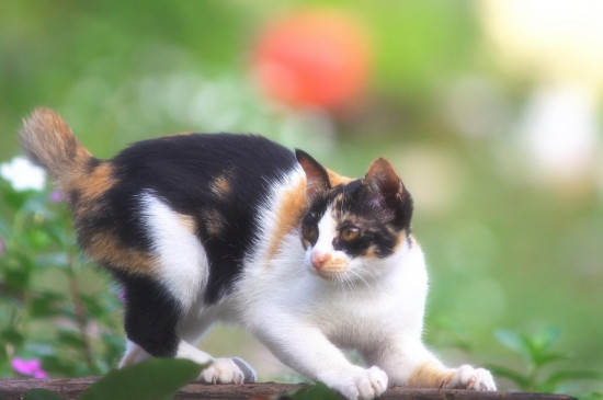 猫躺着尾巴一甩一甩的在干嘛