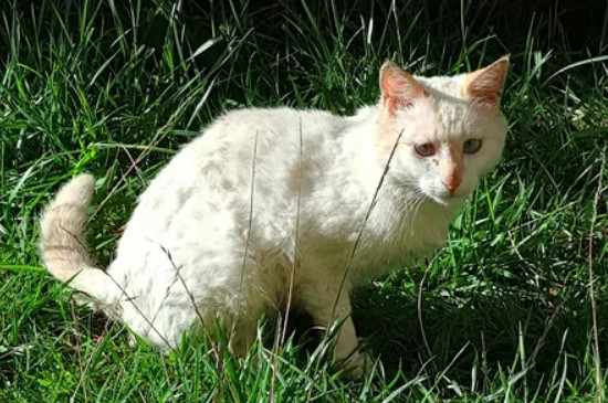 猫为啥一直叫