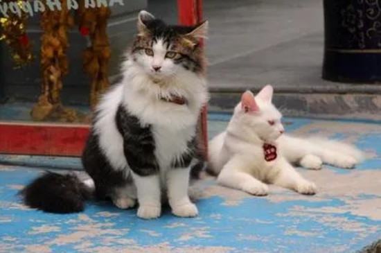 猫为啥一直叫
