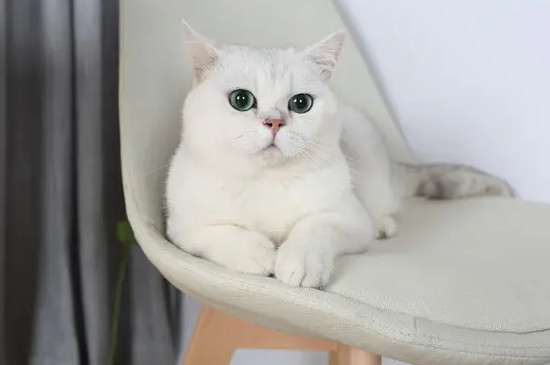 猫老是呕吐怎么回事