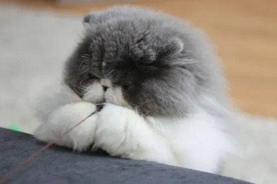 猫咪拉稀是怎么回事