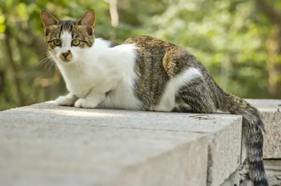 小猫可以吃蛋黄吗