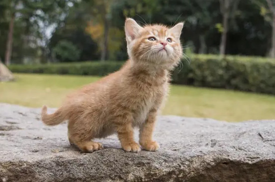 猫黑下巴原因