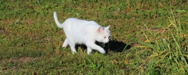 猫黑下巴原因