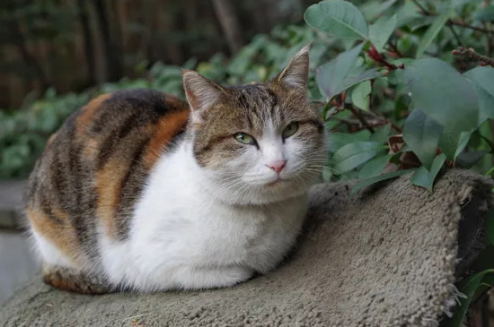 猫内脏受伤了能自愈吗