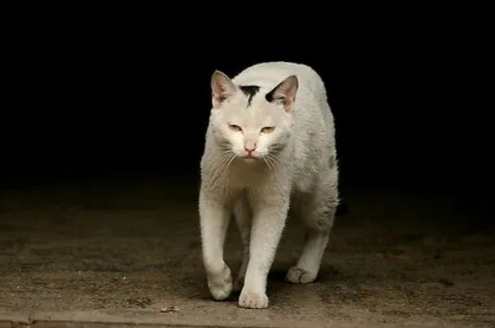 猫为什么吐黄水