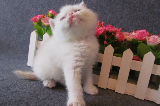 猫为什么吐黄水