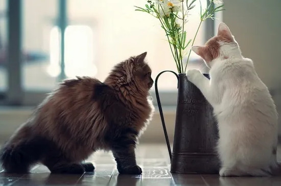 猫猫拉稀咋办