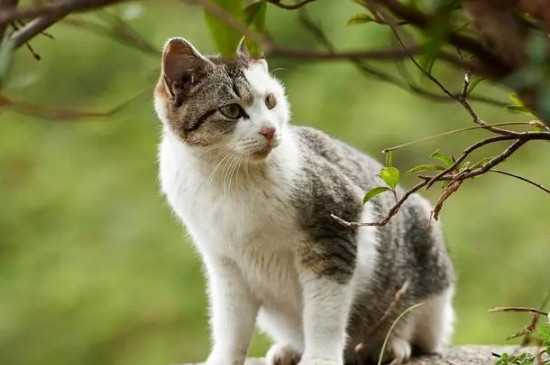 猫哭是怎么回事