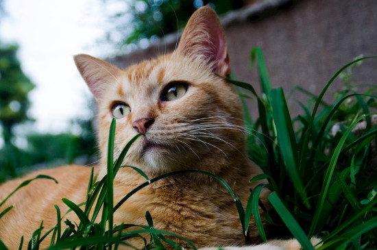 猫哭是怎么回事