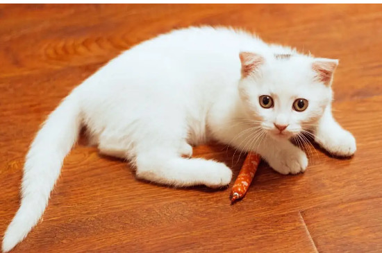 猫甩尾巴是什么意思