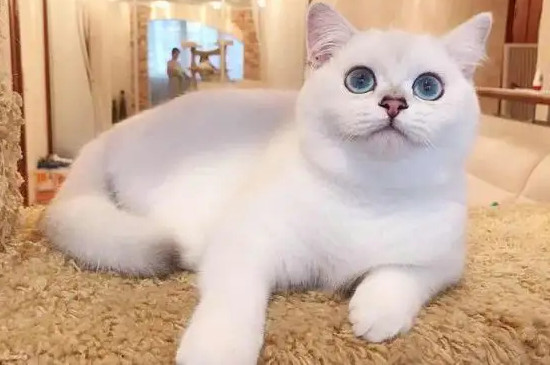 猫甩尾巴是什么意思