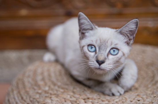 猫经常呕吐是怎么回事