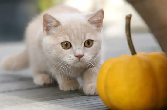 猫经常呕吐是怎么回事