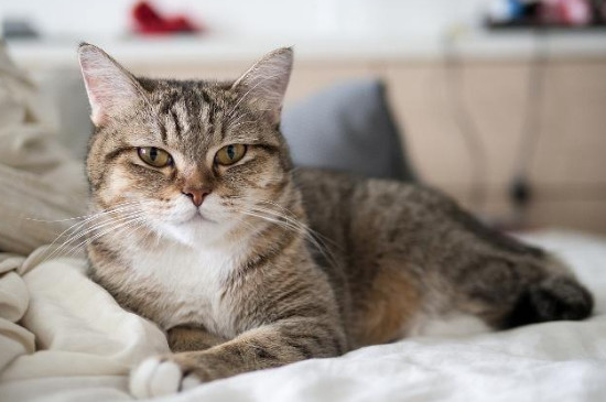 猫便秘怎么办啊