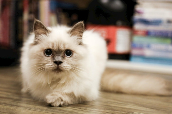 猫便秘怎么办啊