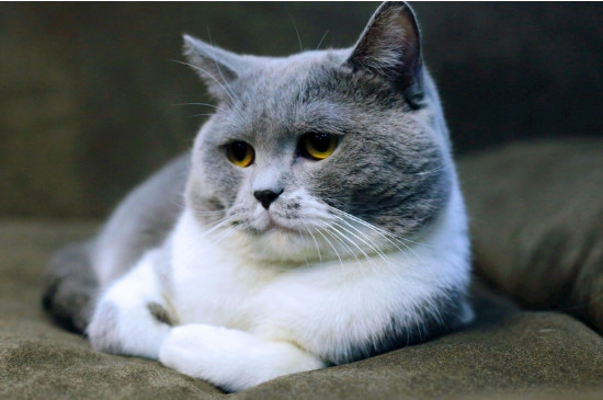 猫咪为什么会拉稀