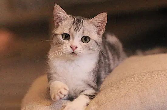 猫吐红色的水怎么回事