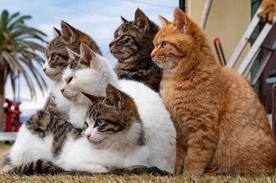 猫往被子上尿怎么办