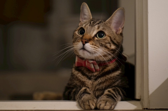 猫脚瘸了会不会自愈