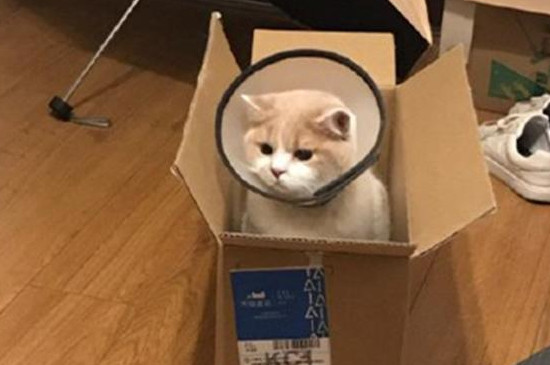 外驱虫药被猫舔了会死么