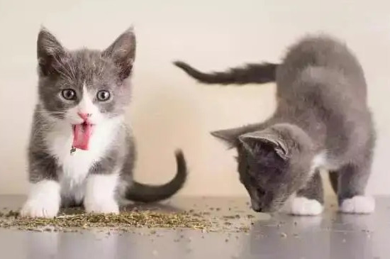 猫对猫薄荷没反应