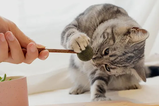 猫对猫薄荷没反应