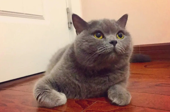 猫总是打喷嚏怎么回事