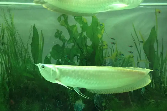 养银龙鱼水温控制在多少度