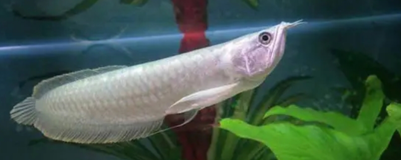 养银龙鱼水温控制在多少度