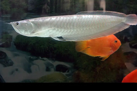 养银龙鱼水温控制在多少度