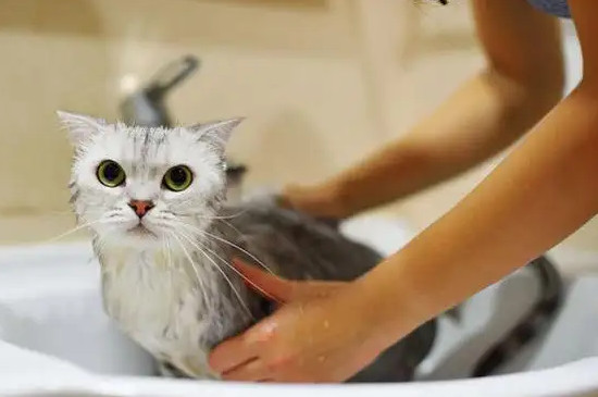 小猫能洗澡吗