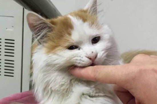 小猫咬人但是不下重口是怎么回事