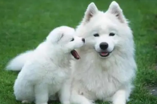 狗一只眼睛变蓝浑浊是瞎了么