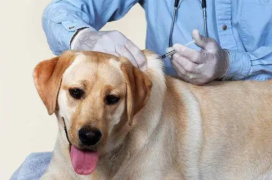 狗一只眼睛变蓝浑浊是瞎了么