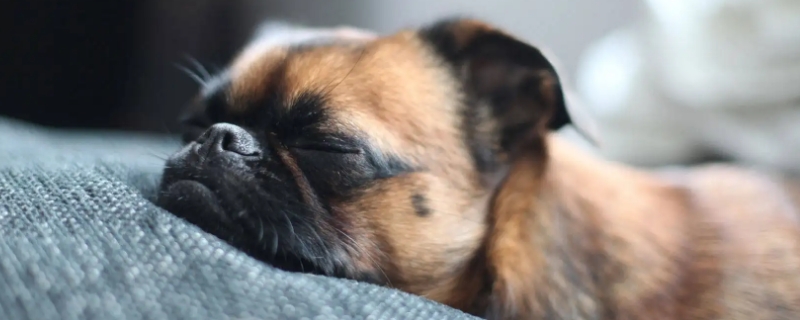 狗一只眼睛变蓝浑浊是瞎了么