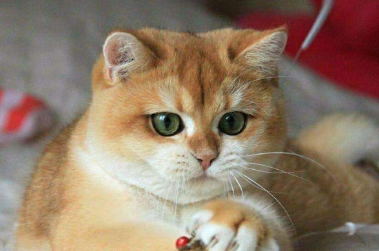 金渐层黄眼和绿眼怎么分