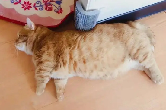 怎样确定母猫怀孕了